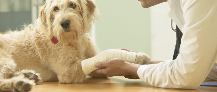 Fracture chez le chien